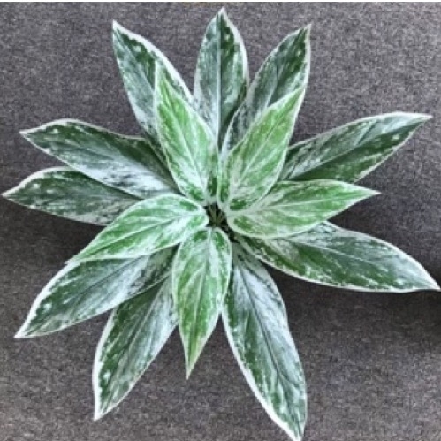 Planta Aglaonema Verde/Plateado