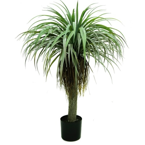 Planta Dracaena Verde