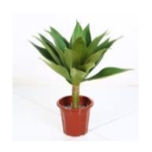 Planta Orquídea Verde