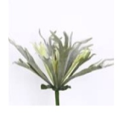Planta Platycerium Verde