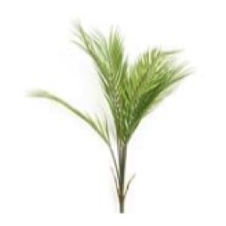 Planta Palmera Verde