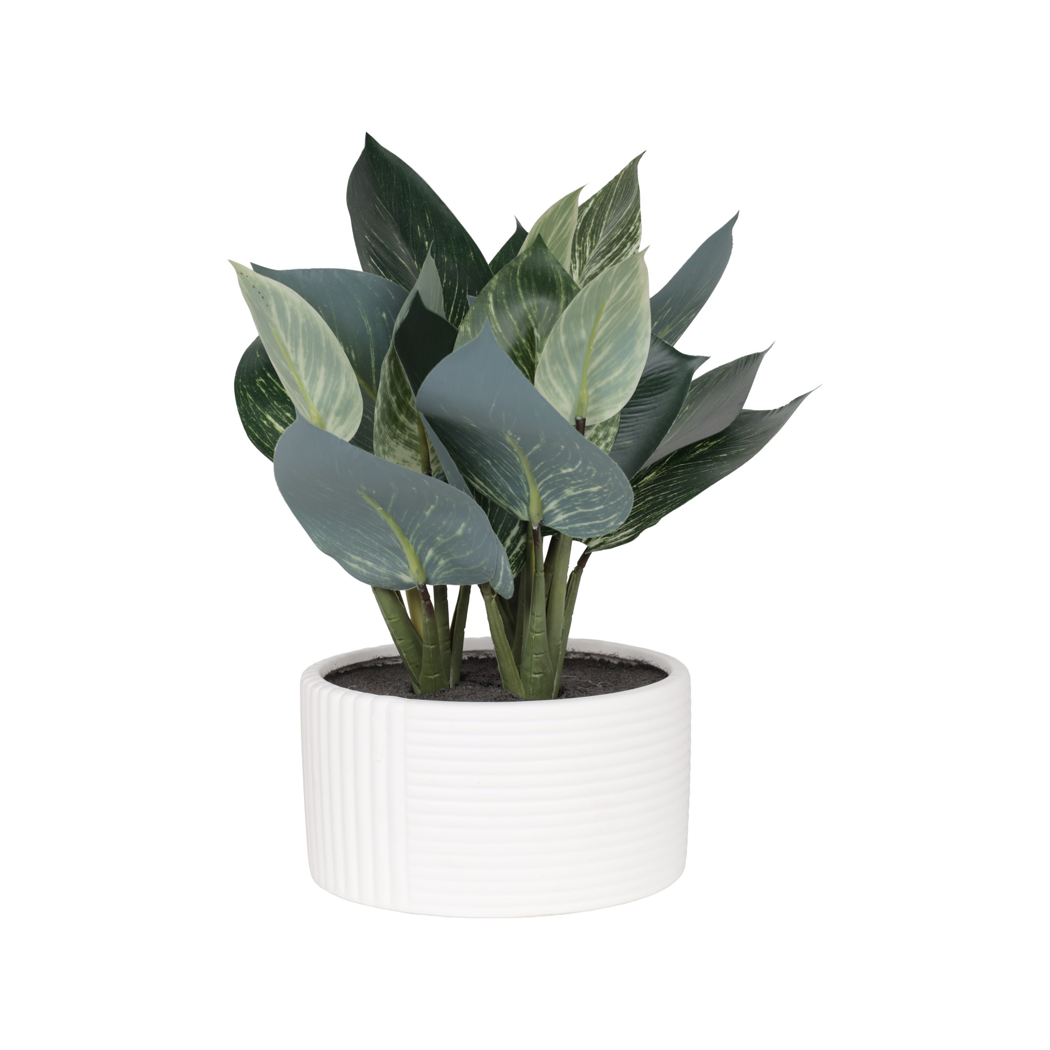 Planta Dieffenbachia