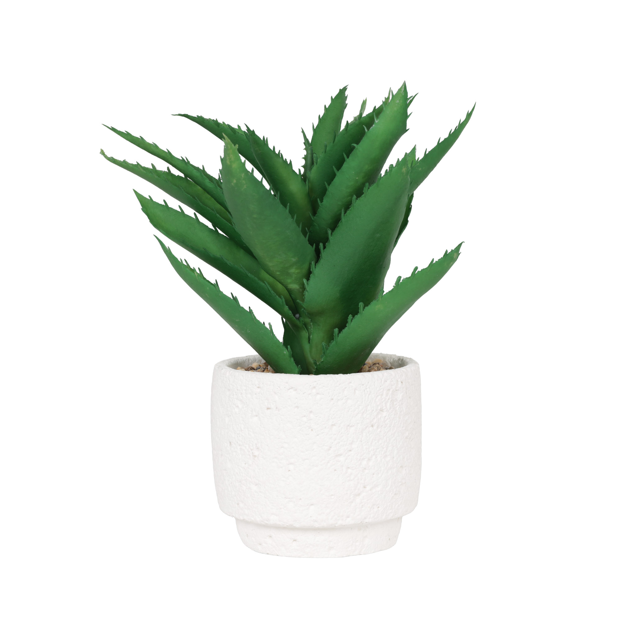 Planta Suculenta Blanco