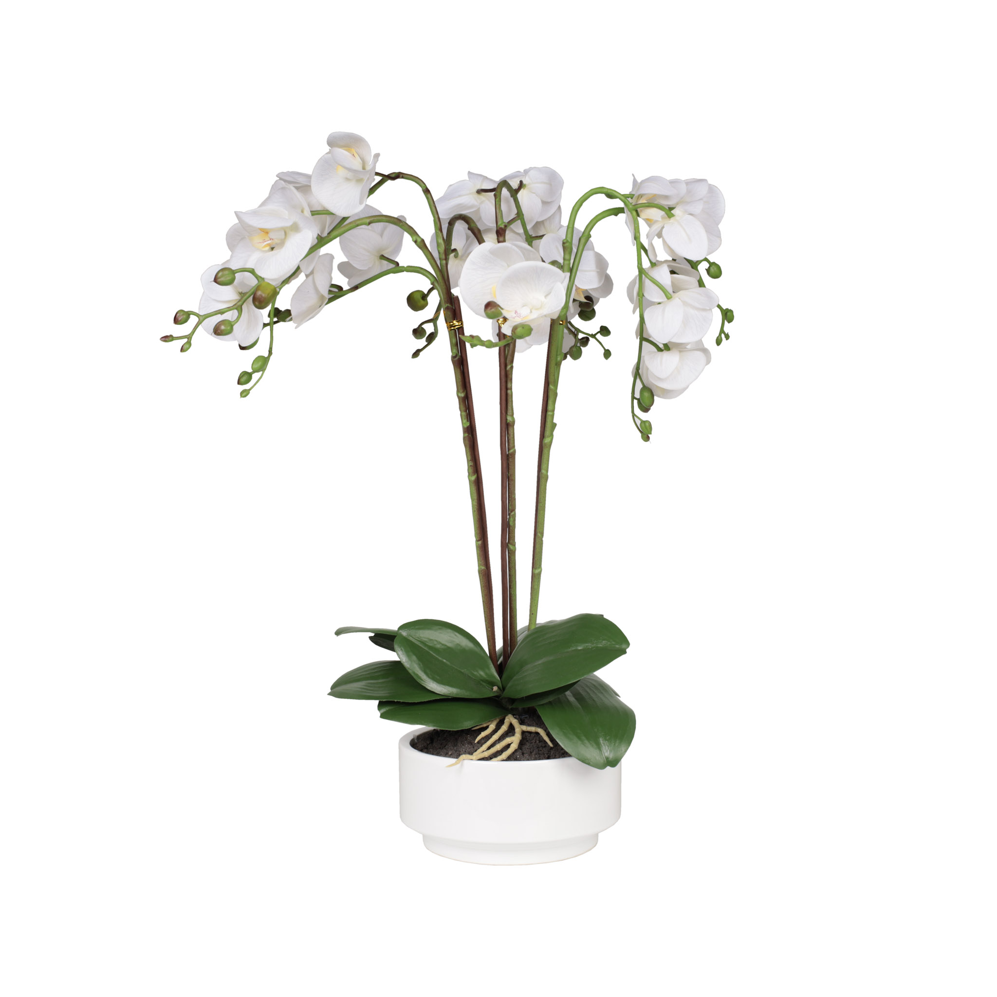 Planta Orquídea Blanco