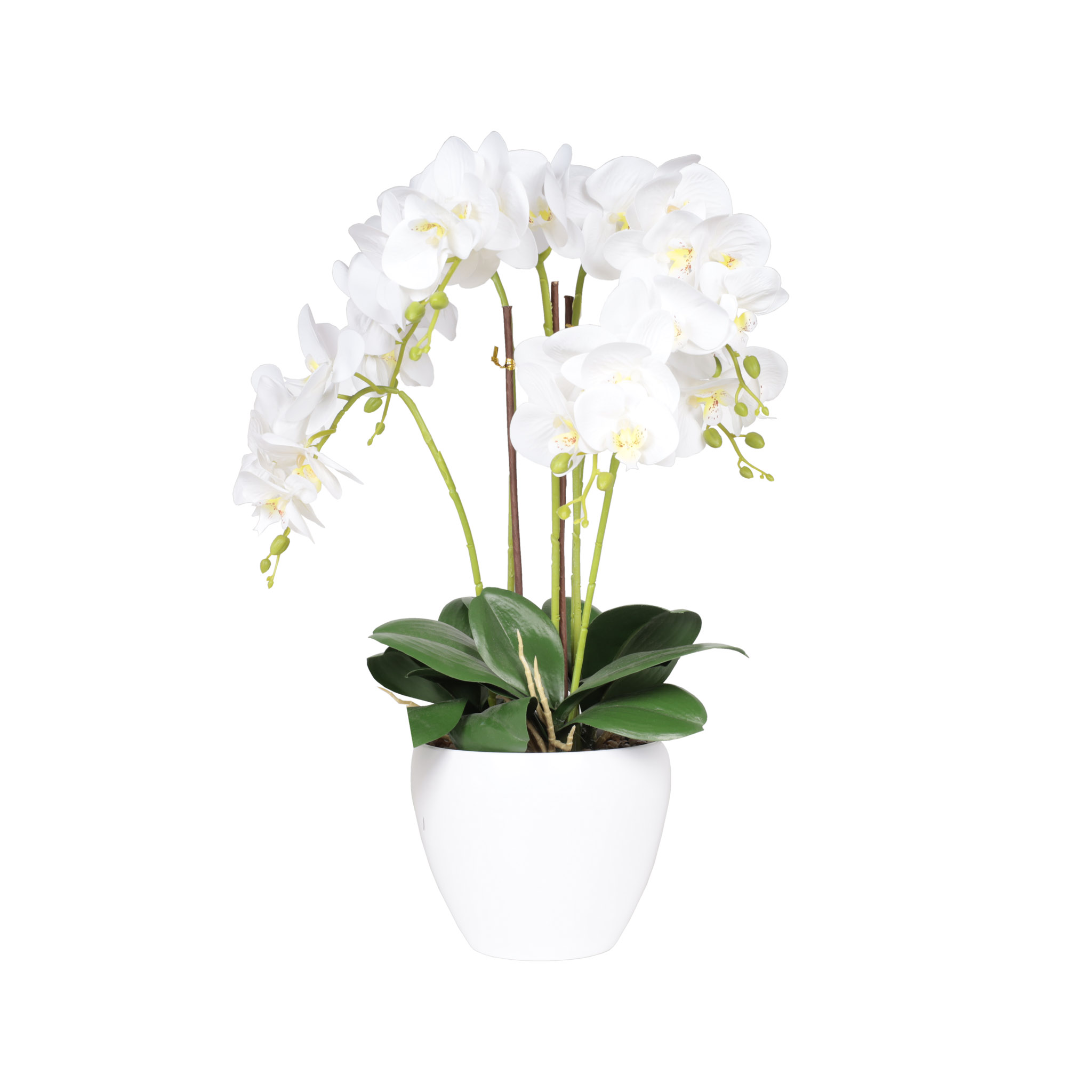Planta Orquídea Blanco