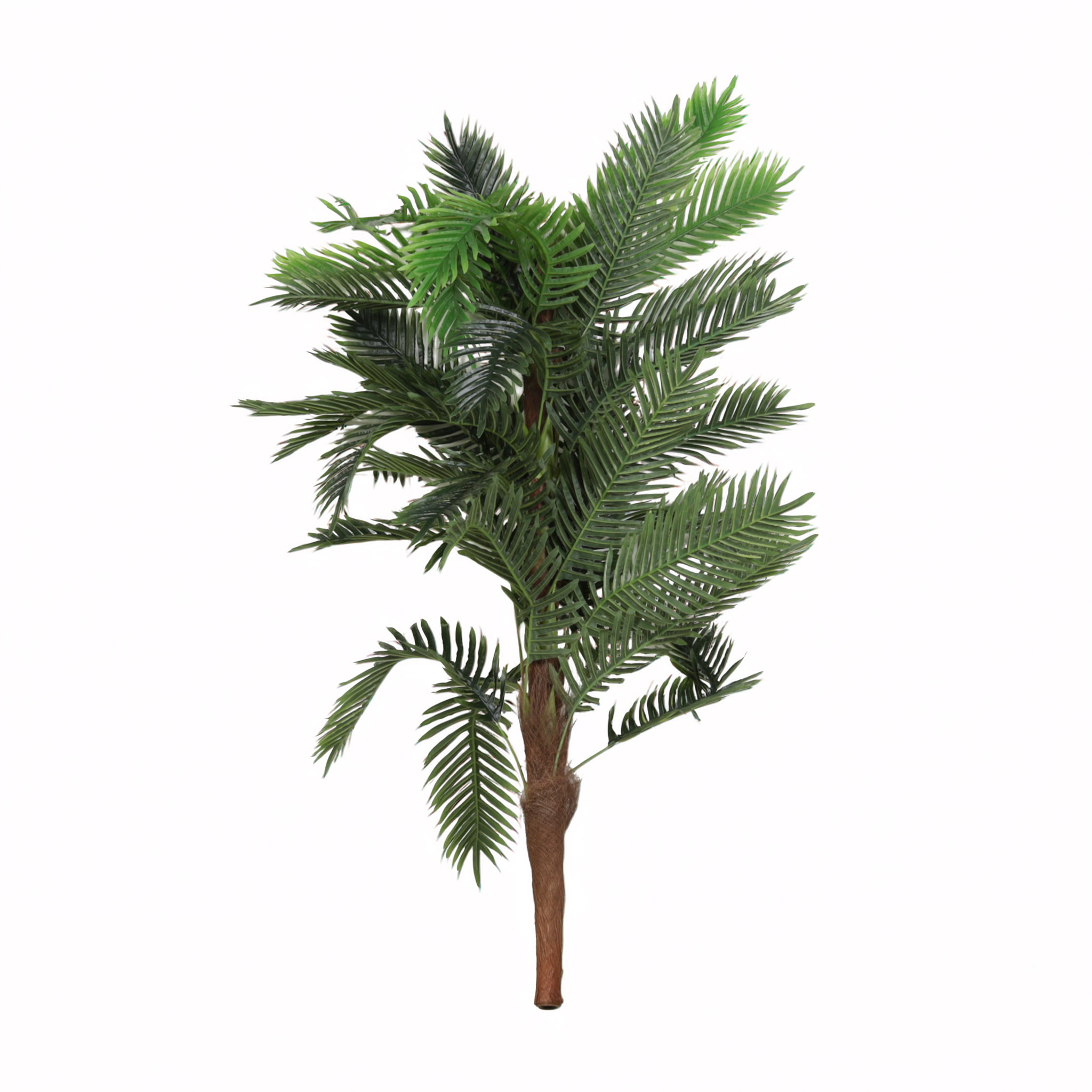 Planta Palmera Chocolate